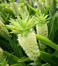 Chocholatice Autumnalis - Eucomis - cibule chocholatice - 1 ks