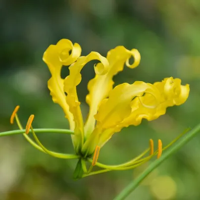 Glorióza Lutea - Popínavá lilie - Gloriosa - hlízy gloriózy - 1 ks