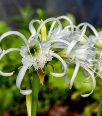 Peruánský narcis Festalis - Ismena - cibule ismény - 1 ks