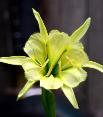 Peruánský narcis Sulphur Queen - Ismena - cibule ismény - 1 ks