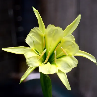 Peruánský narcis Sulphur Queen - Ismena - cibule ismény - 1 ks