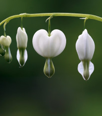 Srdcovka nádherná bílá - Dicentra spectabilis - hlízy srdcovky - 1 ks