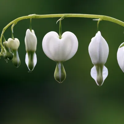 Srdcovka nádherná bílá - Dicentra spectabilis - hlízy srdcovky - 1 ks