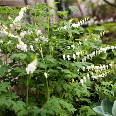 Srdcovka nádherná bílá - Dicentra spectabilis - hlízy srdcovky - 1 ks