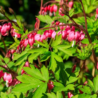 Srdcovka nádherná - Dicentra spectabilis - hlízy srdcovky - 1 ks