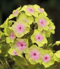 Plaménka Sherbet Blend – Phlox – prostokořenné sazenice