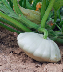 Patizon Delikates - Cucurbita pepo - osivo patizonu - 15 ks