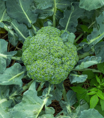 BIO Brokolice Calabrese Natalino - Brassica oleracea L. - osivo brokolice - 30 ks