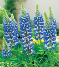 Lupina modrá - Lupinus - prostokořenná sazenice lupiny - 1 ks