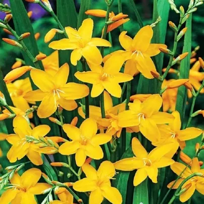 Montbrécie Sonate - Crocosmia - hlízy montbrécie - 4 ks