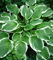 Funkie - Hosta Robert Frost - hlízy hosty - 1 ks