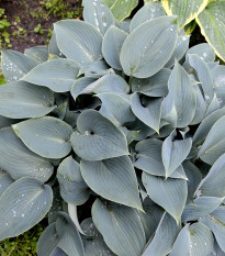 Funkie - Hosta Canadian Blue - hlízy hosty - 1 ks