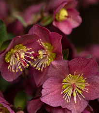 Čemeřice nachová - Helleborus purpurascens - prostokořenné sazenice čemeřice - 1 ks