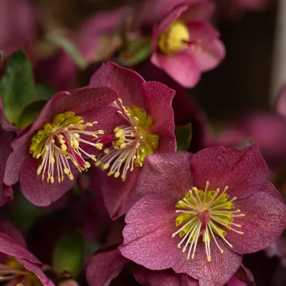 Čemeřice nachová - Helleborus purpurascens - prostokořenné sazenice čemeřice - 1 ks