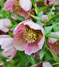 Čemeřice východní - Helleborus orientalis - prostokořenné sazenice čemeřice - 1 ks