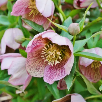 Čemeřice východní - Helleborus orientalis - prostokořenné sazenice čemeřice - 1 ks