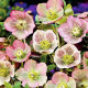 Čemeřice východní - Helleborus orientalis - prostokořenné sazenice čemeřice - 1 ks