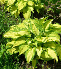 Bohyška - Hosta Albopicta - hlízy hosty - 1 ks