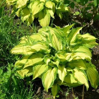 Bohyška - Hosta Albopicta - hlízy hosty - 1 ks