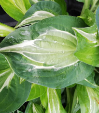 Funkie - Hosta Snake Eyes - hlízy hosty - 1 ks