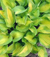 Funkie - Hosta Banana Bay - hlízy hosty - 1 ks