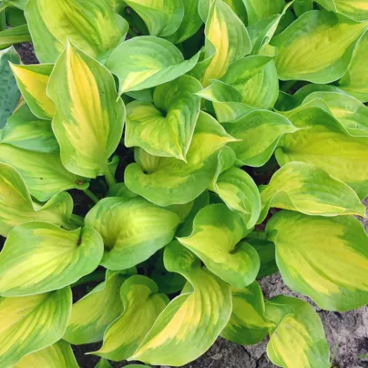 Funkie - Hosta Banana Bay - hlízy hosty - 1 ks