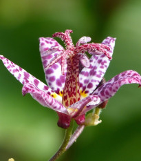 Liliovka Dark Beauty - Tricytris formosana - prostokořenná sazenice liliovky - 1 ks