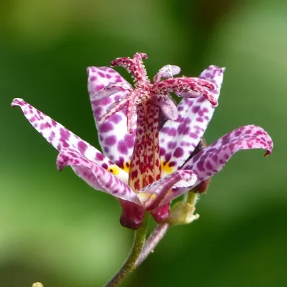 Liliovka Dark Beauty - Tricytris formosana - prostokořenná sazenice liliovky - 1 ks