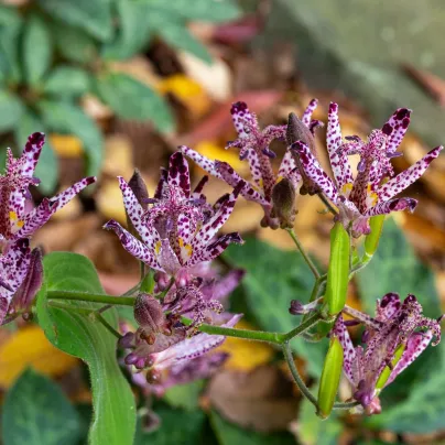 Liliovka srstnatá - Tricyrtis hirta - prostokořenná sazenice liliovky - 1 ks