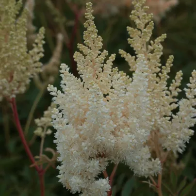 Čechrava Weisse Gloria - Astilbe arendsii - hlízy čechravy - 1 ks