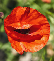 Mák východní - Papaver orientalis - prostokořenná sazenice máku - 1 ks