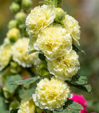 Topolovka Spring Celebrities Lemon - Alcea - prostokořenné sazenice topolovky - 1 ks