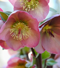 Čemeřice Montsegur - Helleborus - prostokořenné sazenice čemeřice - 1 ks