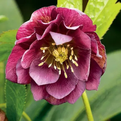 Čemeřice plnokvětá Ellen Red - Helleborus double - prostokořenné sazenice čemeřice - 1 ks