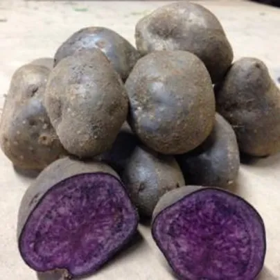 Sadbové brambory Blue Congo - Solanum tuberosum - Kiepenkerl - sadba - 5 ks