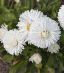 Sedmikráska obecná Habanera bílá - Bellis perennis - osivo sedmikrásky - 40 ks