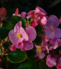 Begónie Superstar F1 Rose - Begonia semperflorens - osivo begónie - 20 ks