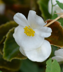 Begónie Superstar F1 White - Begonia semperflorens - osivo begónie - 20 ks