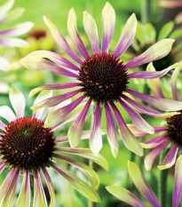 Třapatkovka Green Twister - Echinacea purpurea - prostokořenná sazenice třapatkovky - 1 ks