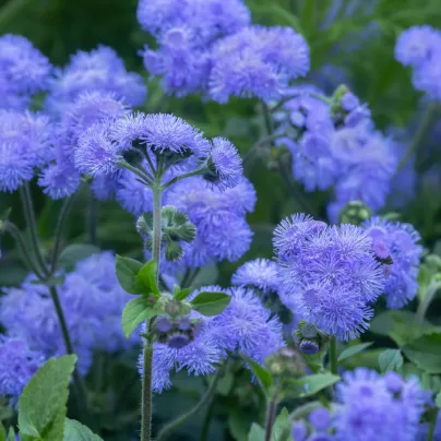 Nestařec americký Blue - Ageratum houstonianum - osivo nestařce - 50 ks