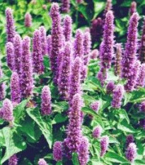 Agastache mexická Bavaria - Agastache mexicana - osivo agastache - 30 ks