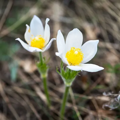 Koniklec obecný White Bells - Pulsatilla vulgaris - osivo koniklece - 20 ks