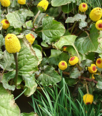 Plamatka zelná Peek-A-Boo - Spilanthes oleracea - osivo plamatky - 10 ks