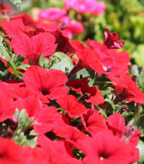 Petúnie Musica Red F1 - Petunia x grandiflora - osivo petúnie - 30 ks