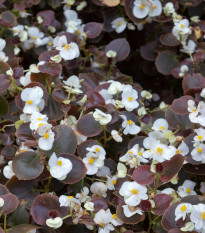 Begónie Marsala F1 White - Begonia semperflorens - osivo begónie - 20 ks