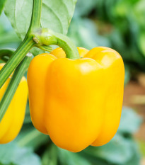 Paprika Beluga Yellow F1 - Capsicum annuum - osivo papriky - 5 ks