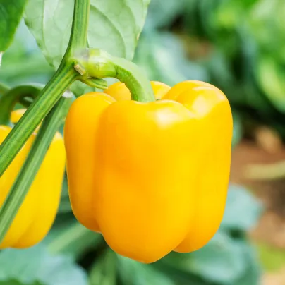 Paprika Beluga Yellow F1 - Capsicum annuum - osivo papriky - 5 ks