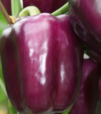 Paprika Beluga Lilac F1 - Capsicum annuum - osivo papriky - 6 ks