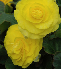 Begónie Nonstop F1 Yellow - Begonia tuberhybrida - osivo begónie - 20 ks