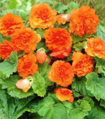 Begónie Nonstop F1 Orange - Begonia tuberhybrida - osivo begónie - 20 ks